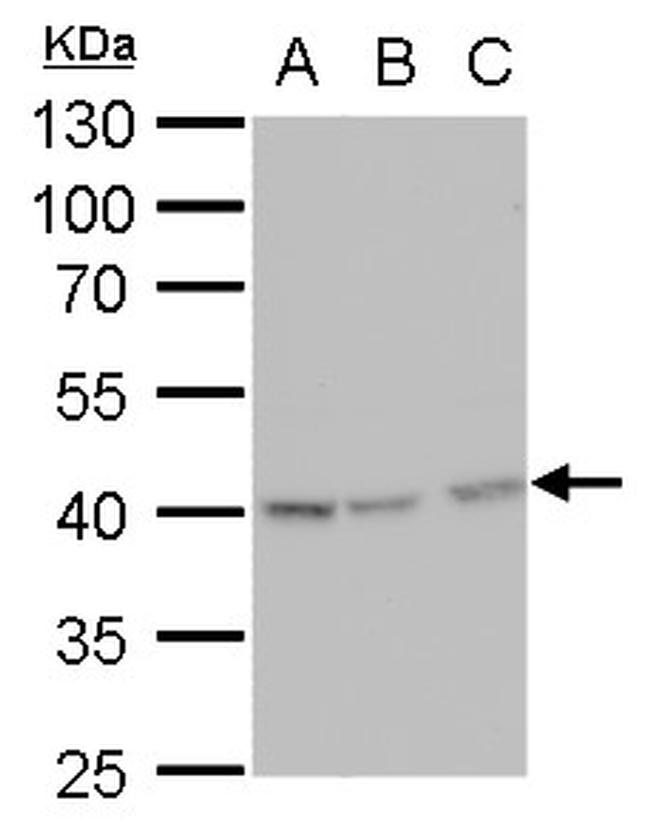 Glutamine Synthetase Antibody in Western Blot (WB)