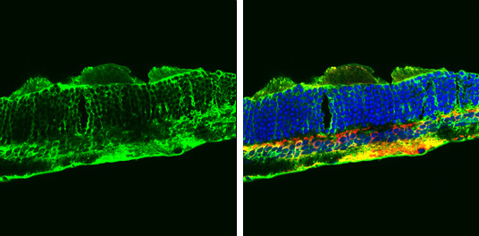 Glutamine Synthetase Antibody in Immunohistochemistry (Frozen) (IHC (F))