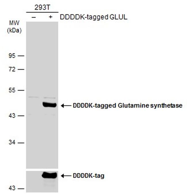 Glutamine Synthetase Antibody in Western Blot (WB)