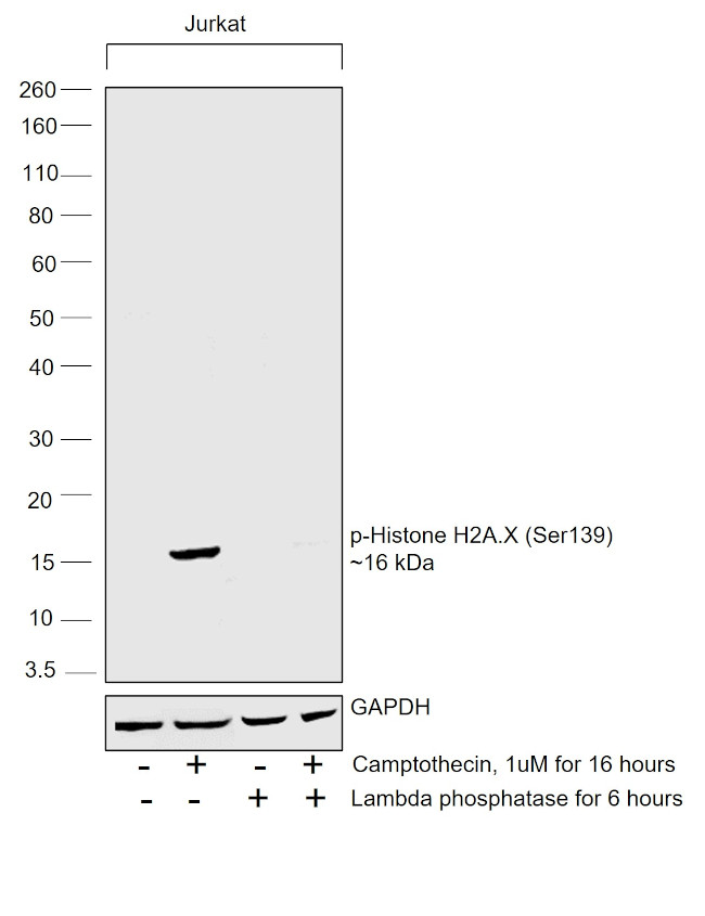 Phospho-Histone H2A.X (Ser139) Antibody