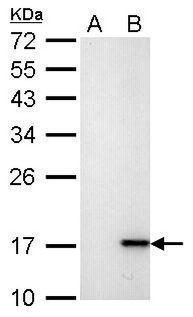 Phospho-Histone H2A.X (Ser139) Antibody in Western Blot (WB)