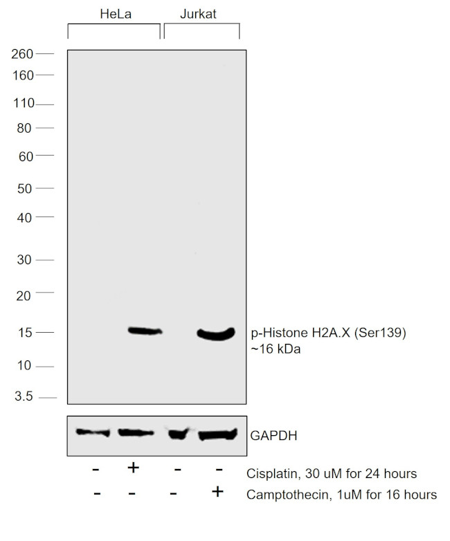 Phospho-Histone H2A.X (Ser139) Antibody in Western Blot (WB)