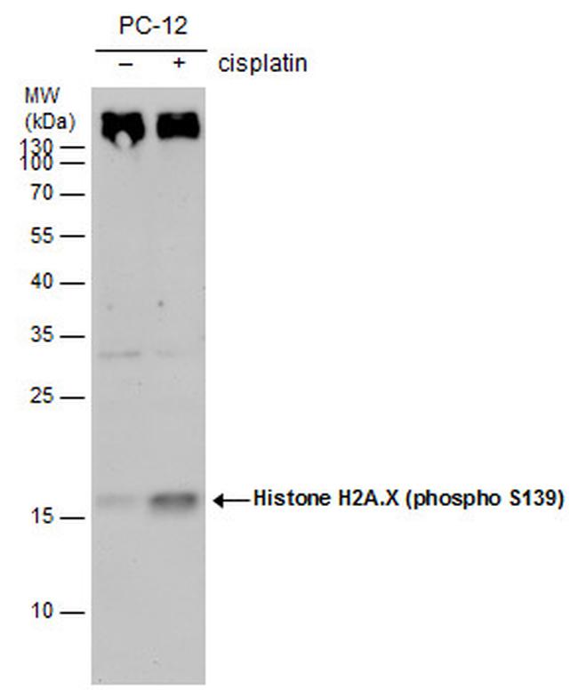 Phospho-Histone H2A.X (Ser139) Antibody in Western Blot (WB)