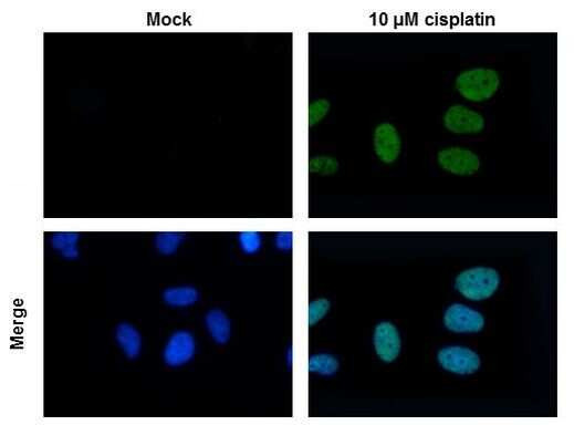 Phospho-Histone H2A.X (Ser139) Antibody in Immunocytochemistry (ICC/IF)