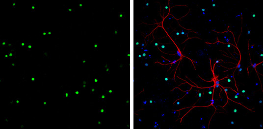 HMGB1 Antibody in Immunocytochemistry (ICC/IF)