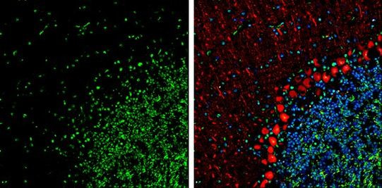 HMGB1 Antibody in Immunohistochemistry (Frozen) (IHC (F))