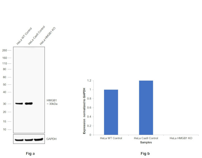 HMGB1 Antibody