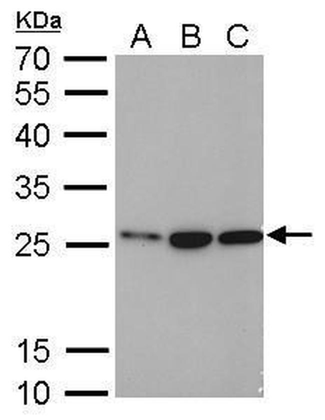 HMGB1 Antibody in Western Blot (WB)