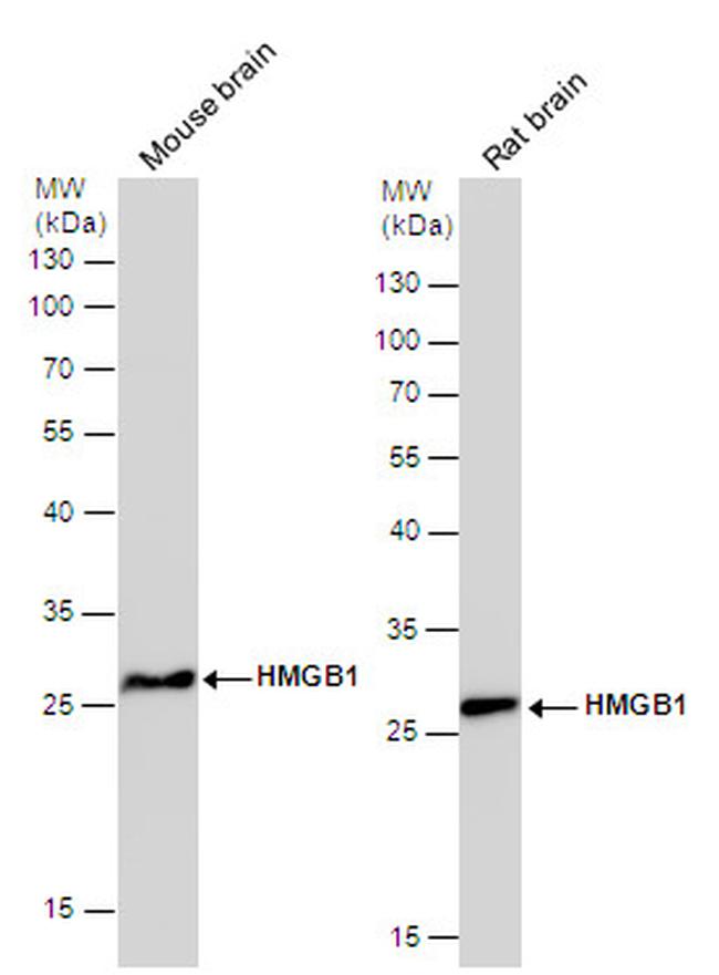 HMGB1 Antibody in Western Blot (WB)