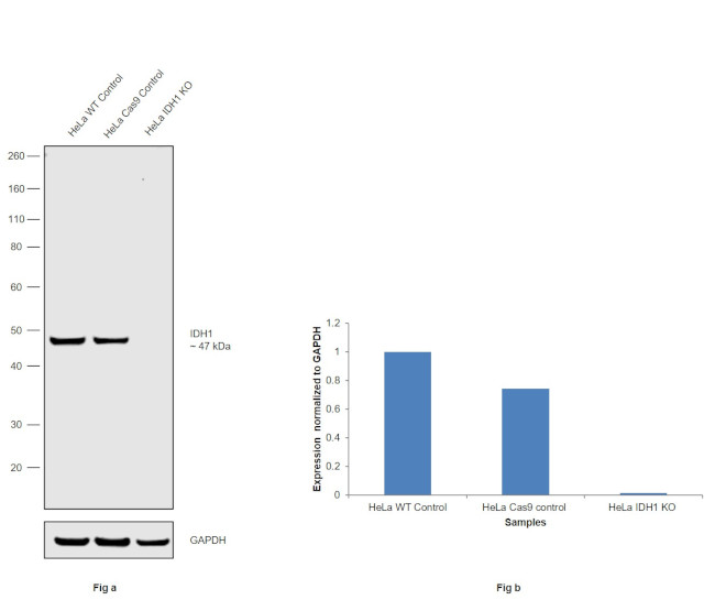 IDH1 Antibody