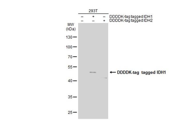 IDH1 Antibody in Western Blot (WB)