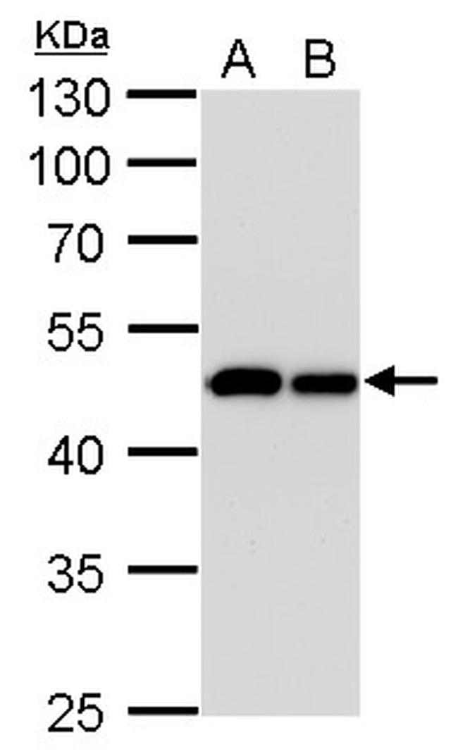 IDH1 Antibody in Western Blot (WB)