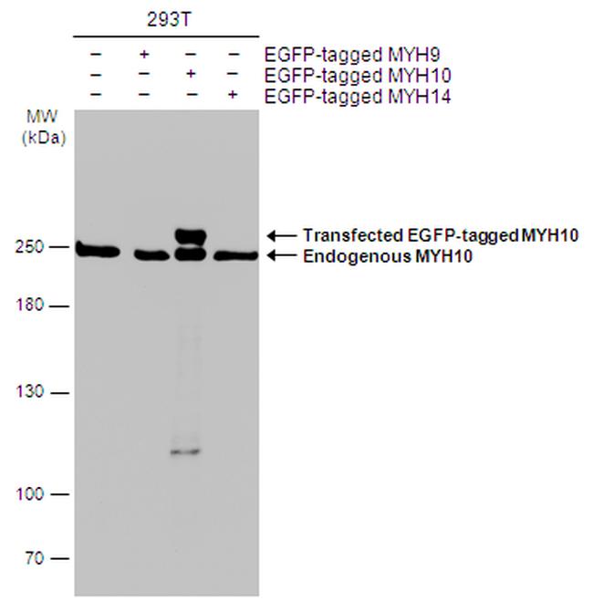 MYH10 Antibody in Western Blot (WB)