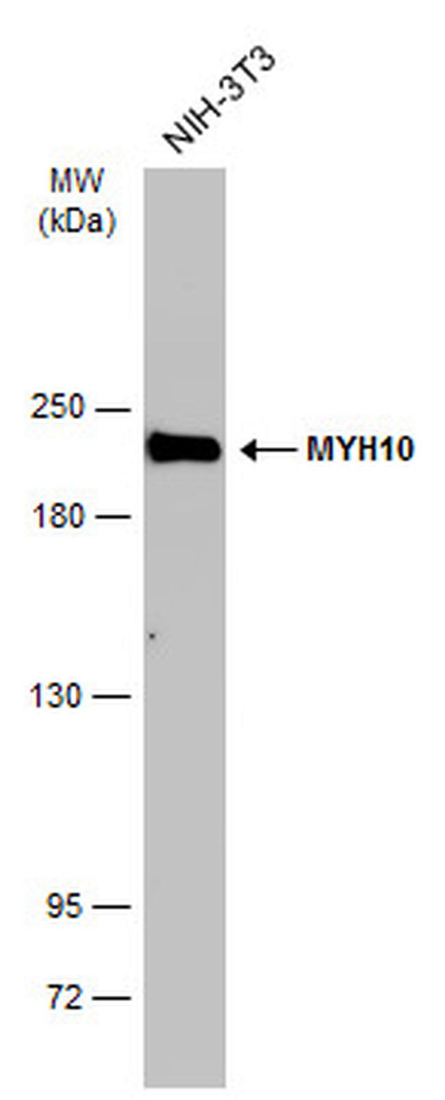 MYH10 Antibody in Western Blot (WB)