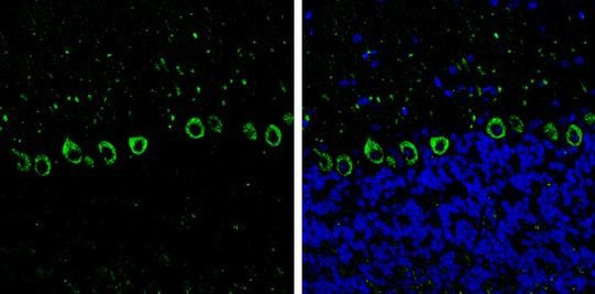 MYH10 Antibody in Immunohistochemistry (Frozen) (IHC (F))