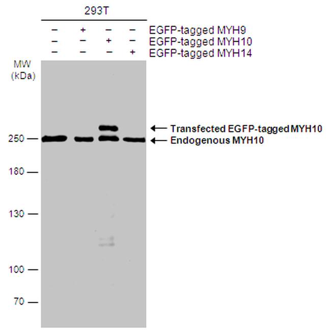 MYH10 Antibody in Western Blot (WB)