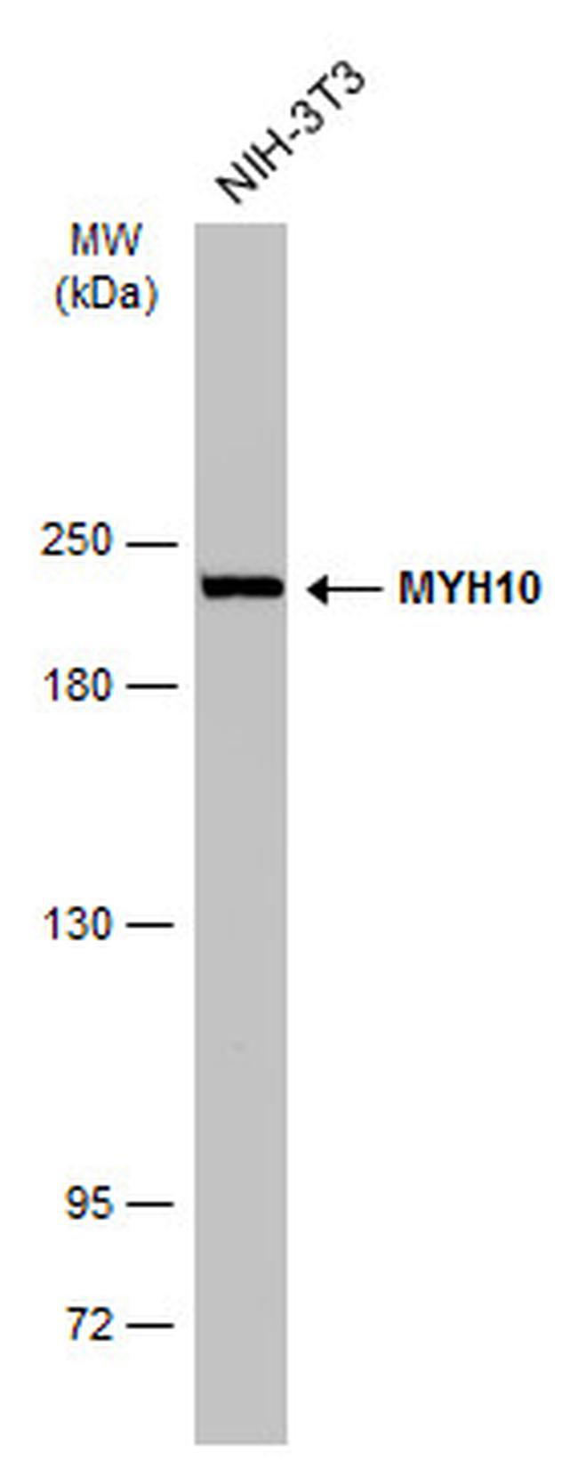 MYH10 Antibody in Western Blot (WB)