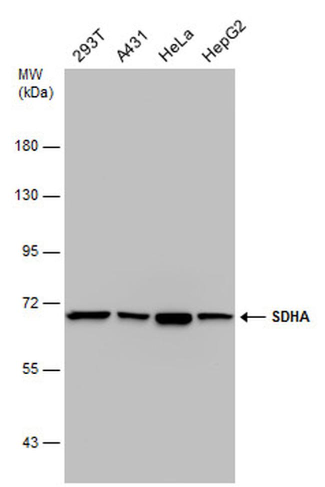 SDHA Antibody in Western Blot (WB)