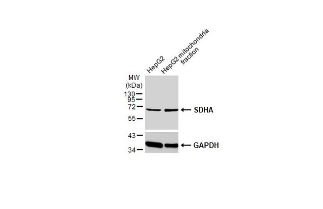 SDHA Antibody in Western Blot (WB)