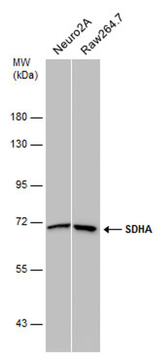 SDHA Antibody in Western Blot (WB)