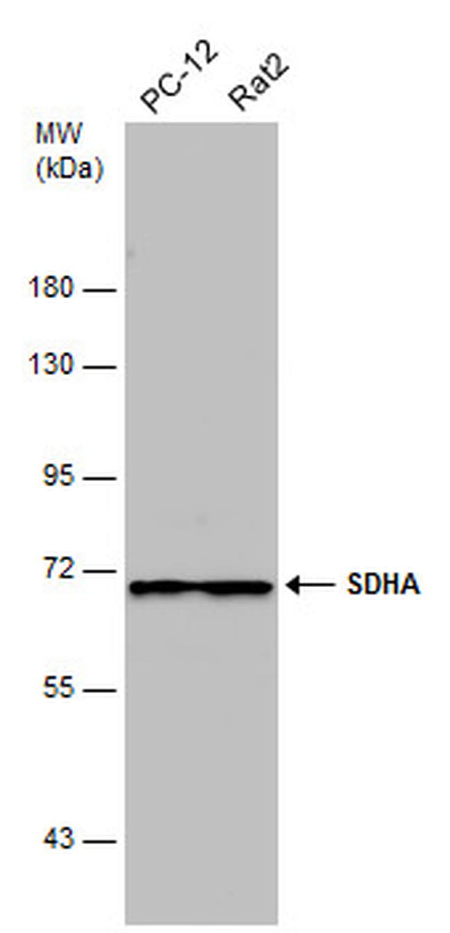 SDHA Antibody in Western Blot (WB)