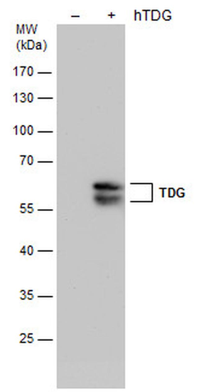 TDG Antibody in Western Blot (WB)