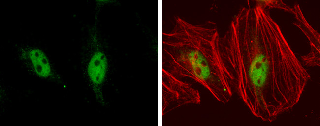 TEF1 Antibody in Immunocytochemistry (ICC/IF)