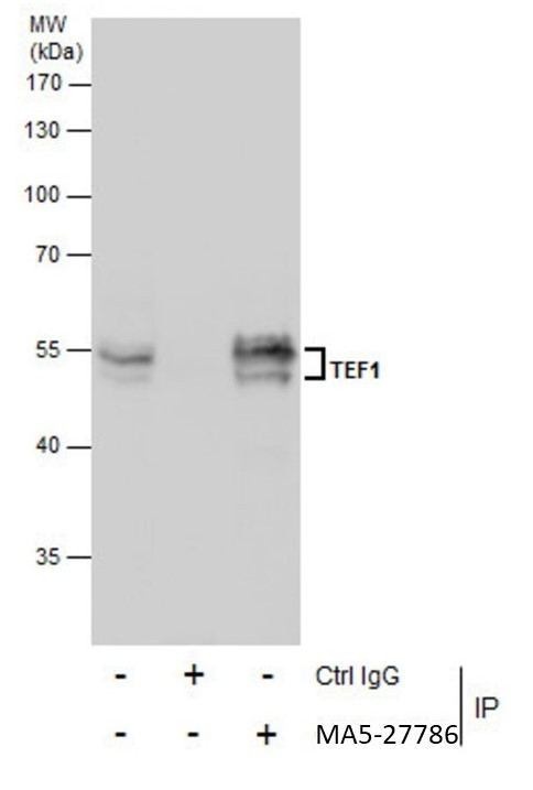 TEF1 Antibody in Immunoprecipitation (IP)