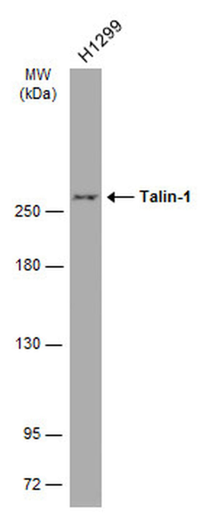 Talin 1 Antibody in Western Blot (WB)