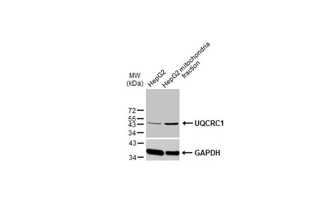 UQCRC1 Antibody in Western Blot (WB)