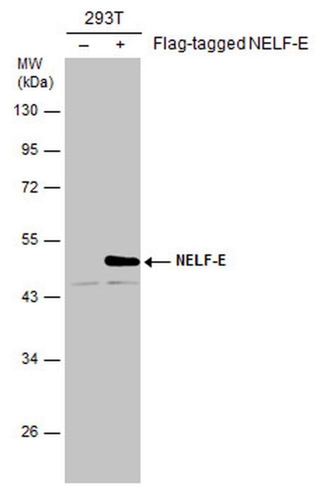 RDBP Antibody in Western Blot (WB)