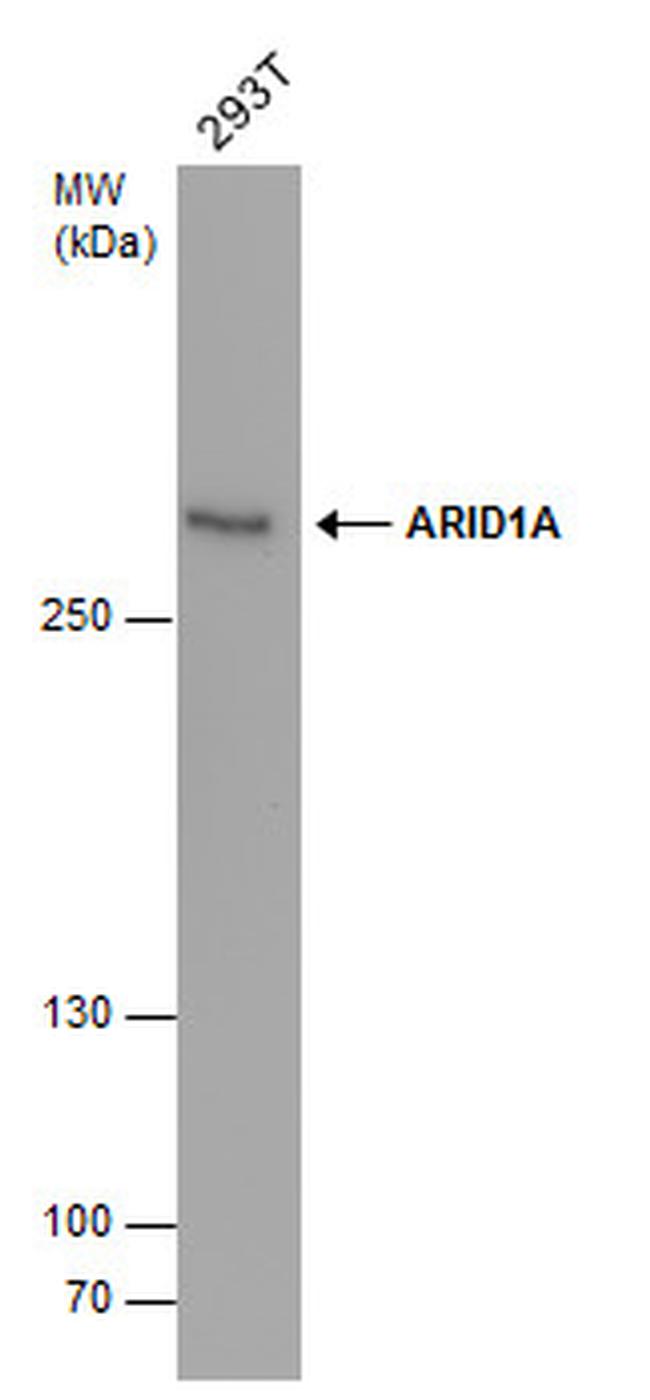 ARID1A Antibody in Western Blot (WB)