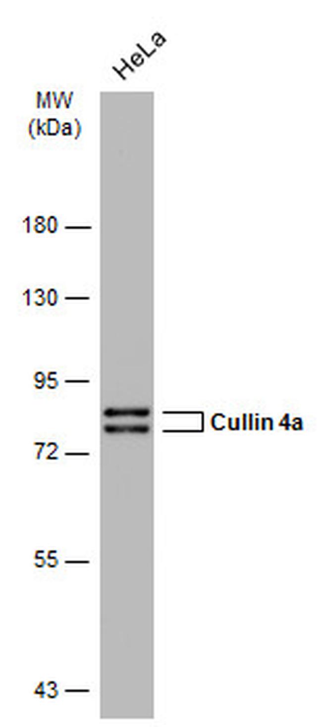 Cullin 4A Antibody in Western Blot (WB)