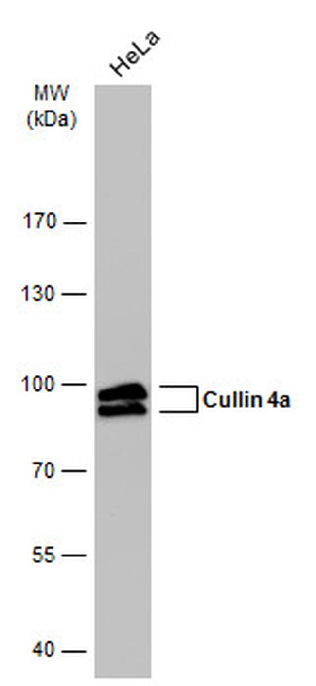 Cullin 4A Antibody in Western Blot (WB)