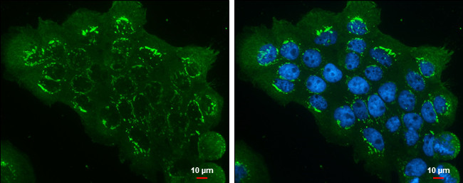 eIF3h Antibody in Immunocytochemistry (ICC/IF)