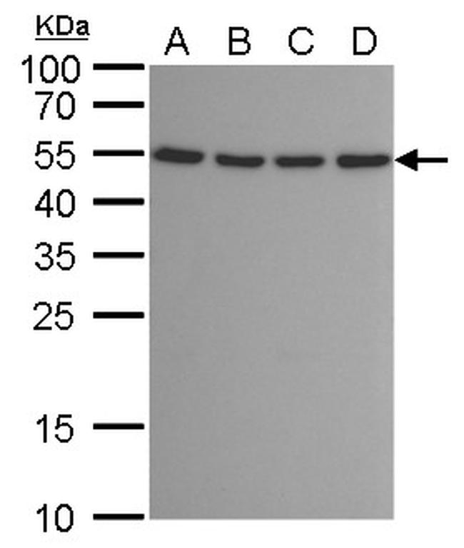 ATG12 Antibody in Western Blot (WB)