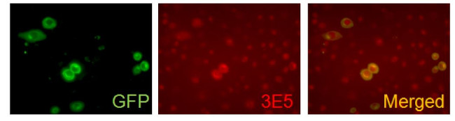 VAMP5 Antibody in Immunocytochemistry (ICC/IF)