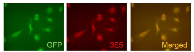 VAMP5 Antibody in Immunocytochemistry (ICC/IF)