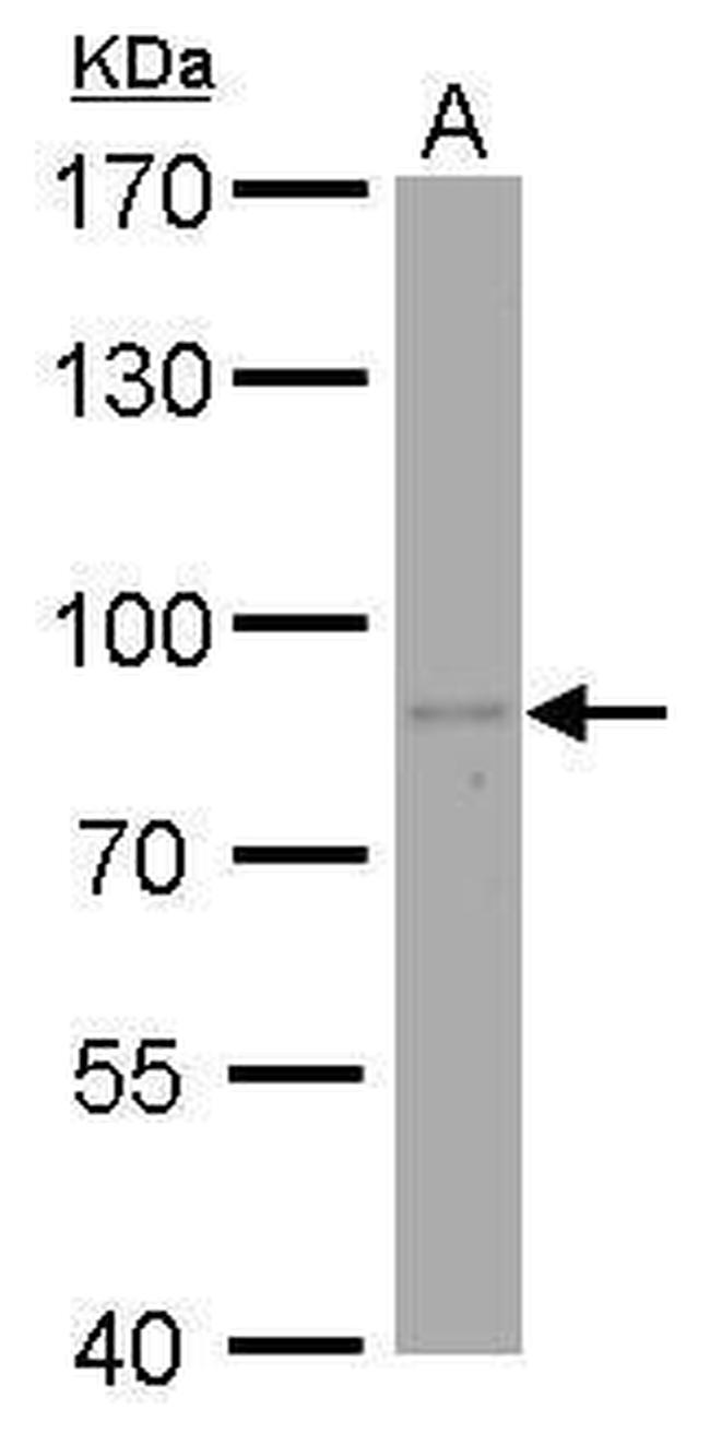 PAF49 Antibody in Western Blot (WB)