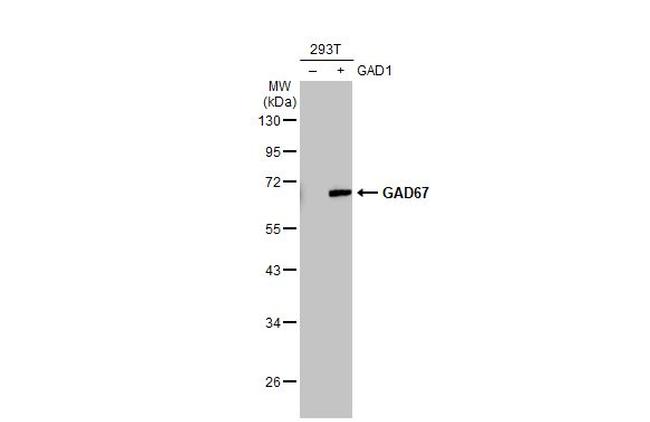 GAD67 Antibody in Western Blot (WB)