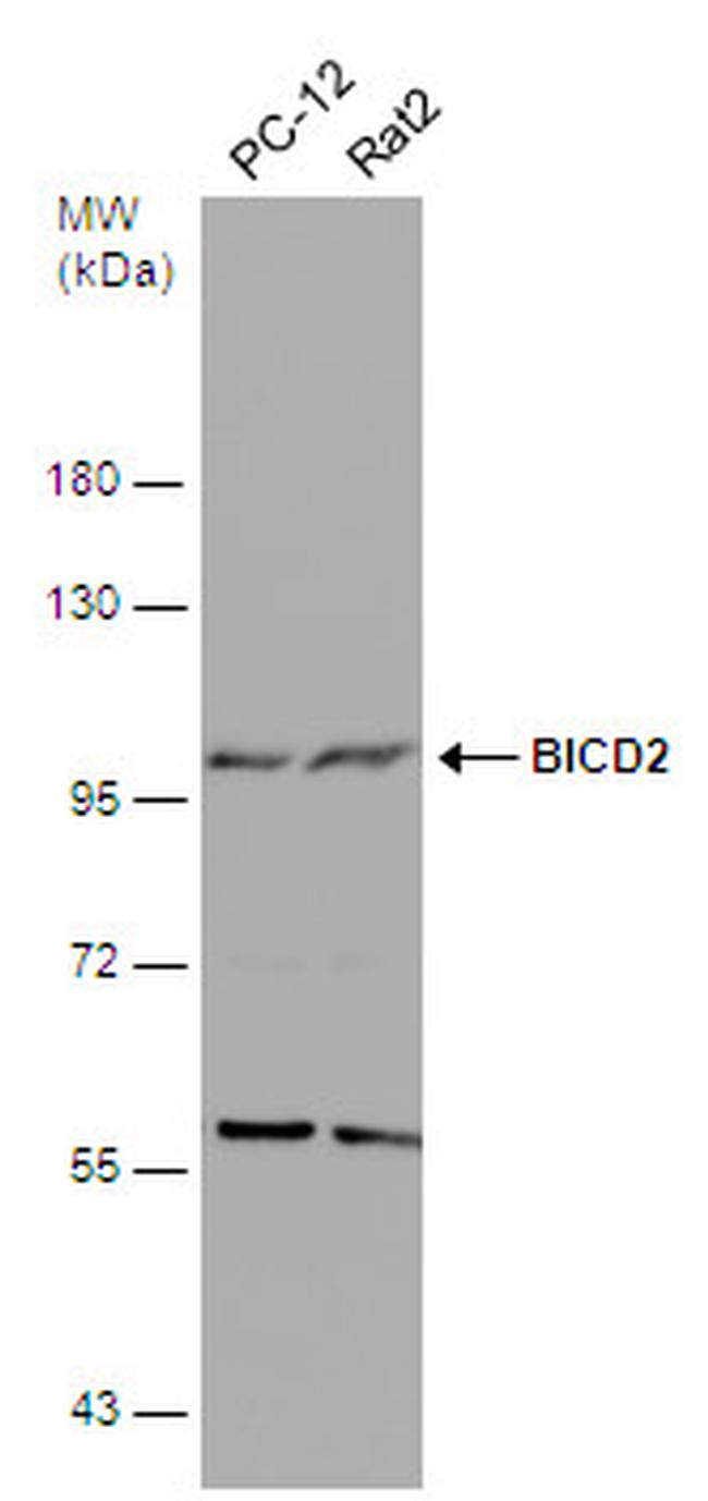 BICD2 Antibody in Western Blot (WB)