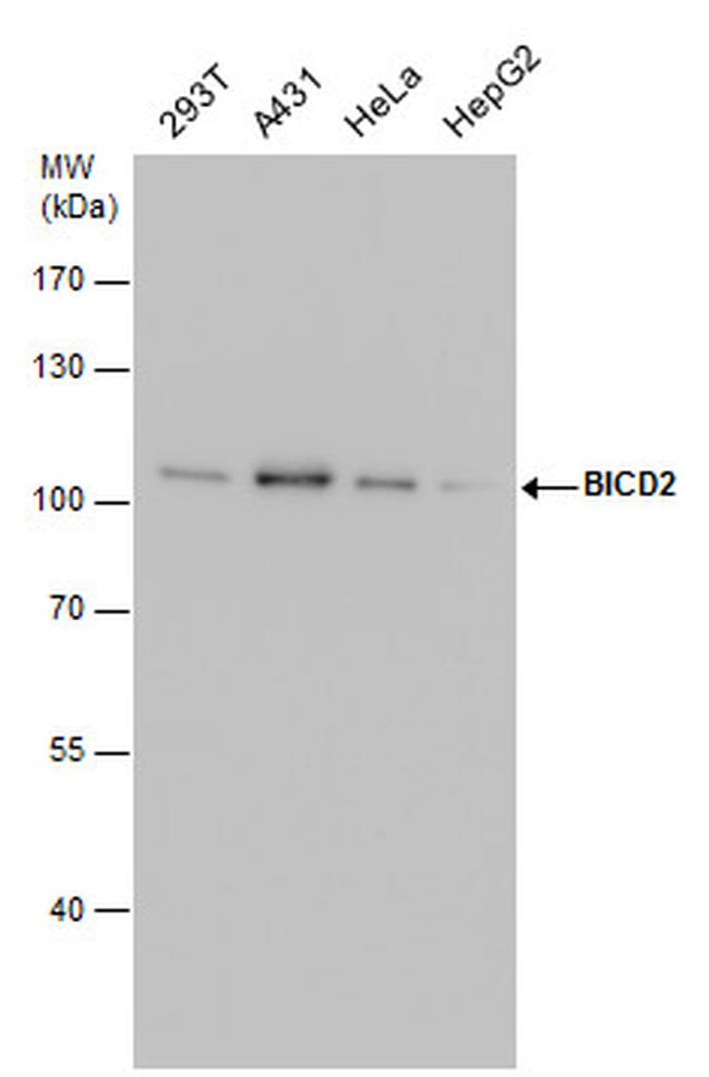 BICD2 Antibody in Western Blot (WB)