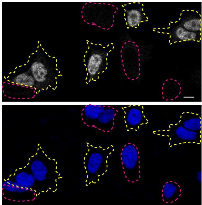 TDP-43 Antibody in Immunocytochemistry (ICC/IF)