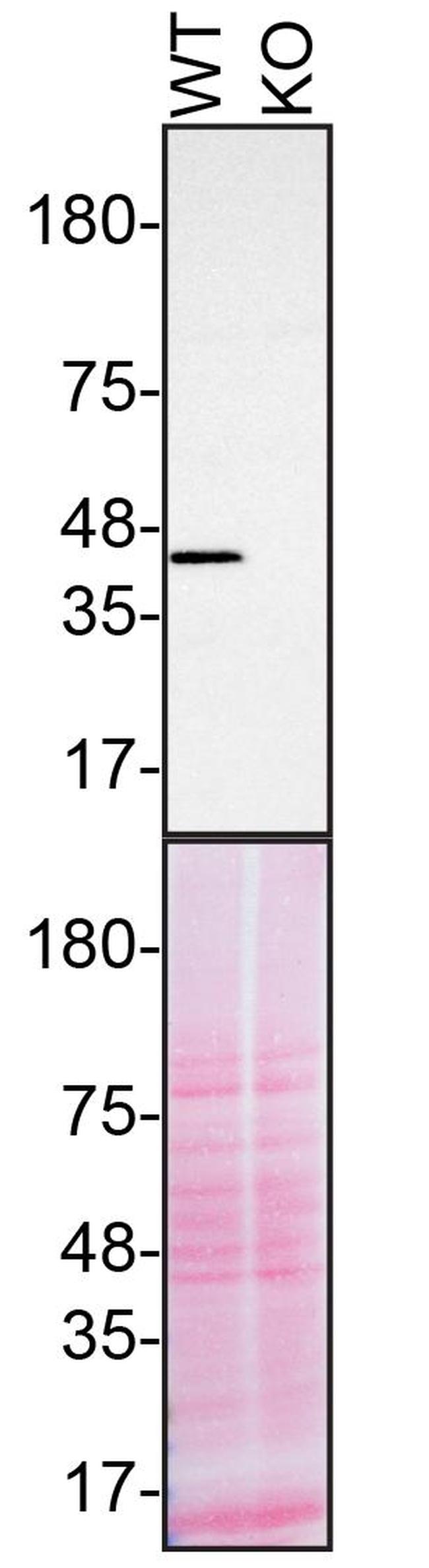 TDP-43 Antibody in Western Blot (WB)