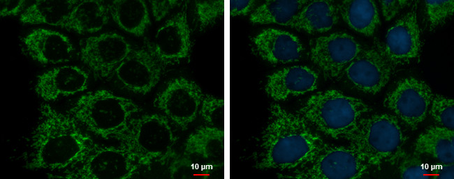 ETHE1 Antibody in Immunocytochemistry (ICC/IF)