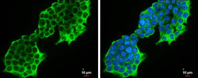 PSAT1 Antibody in Immunocytochemistry (ICC/IF)