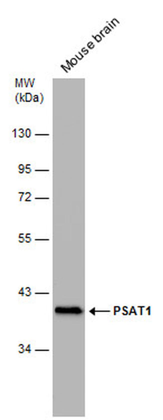 PSAT1 Antibody in Western Blot (WB)