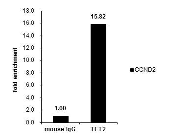 TET2 Antibody in ChIP Assay (ChIP)