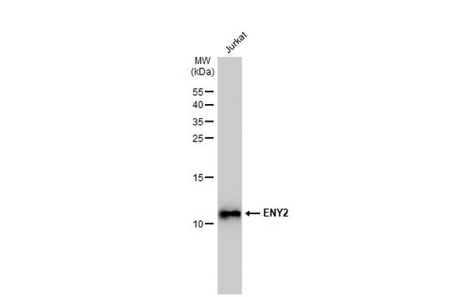 ENY2 Antibody in Western Blot (WB)