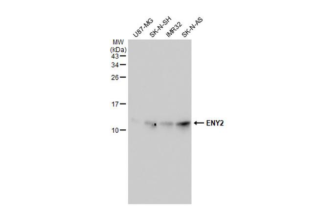 ENY2 Antibody in Western Blot (WB)